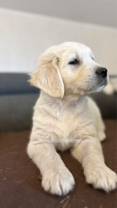 Golden retriever szczeniak suczka biszkoptowa