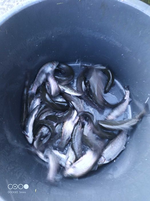 Narybek Tęczaka 100g 22zł/kg
