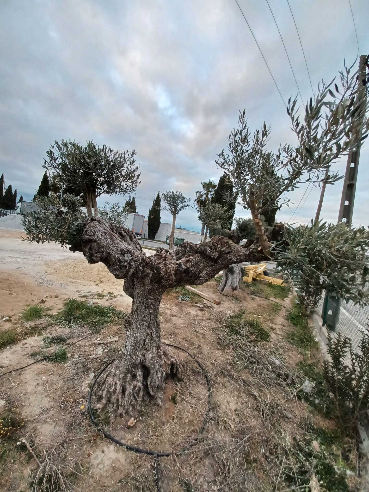 Oliveira Centenária Bonsai »»» must-have for landscape architecture!