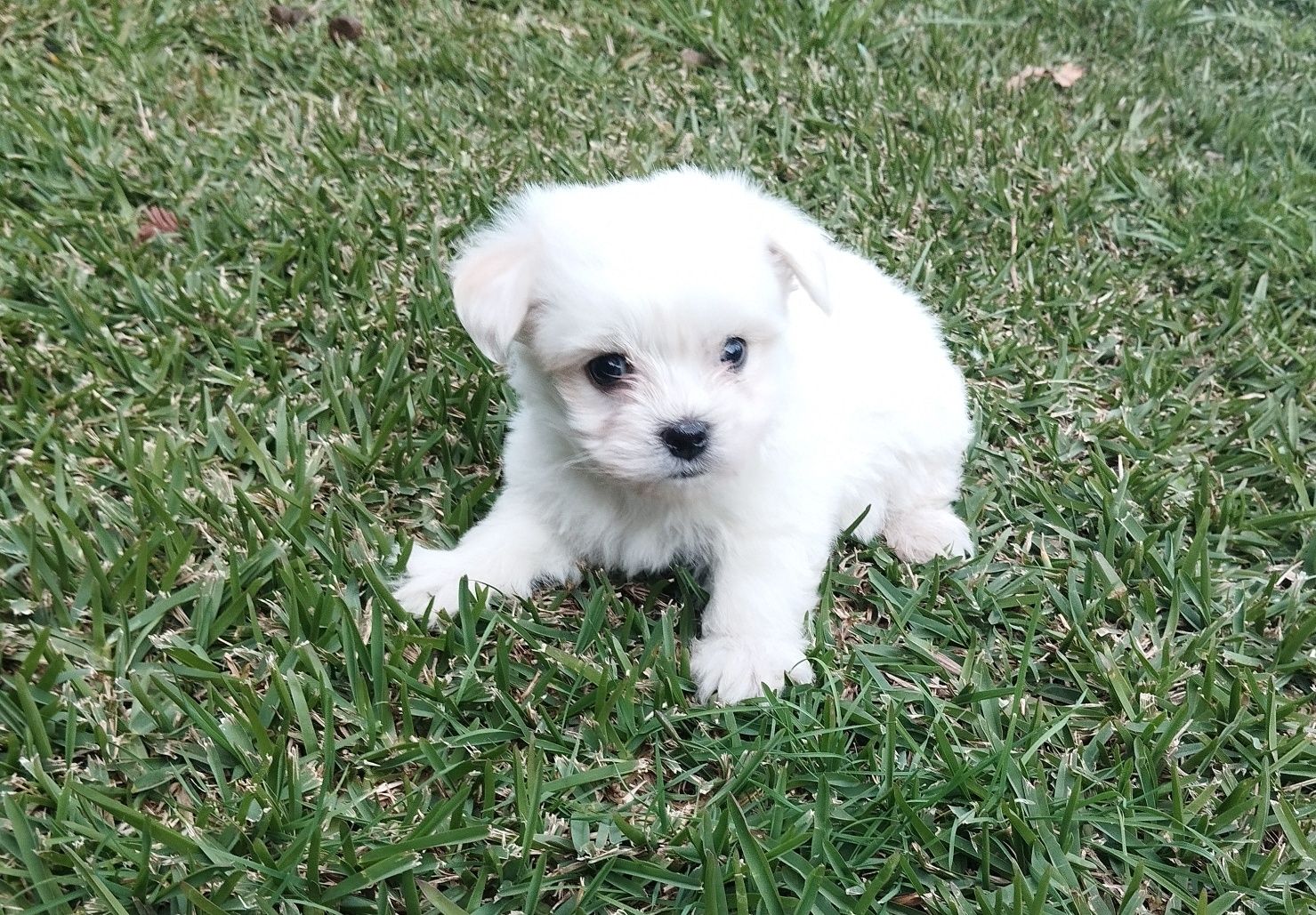 Bichon maltês fêmea