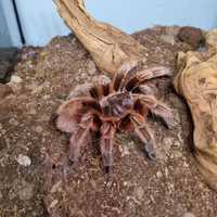 Взрослая половозрелая самка паука птицееда Grammostola Rosea red