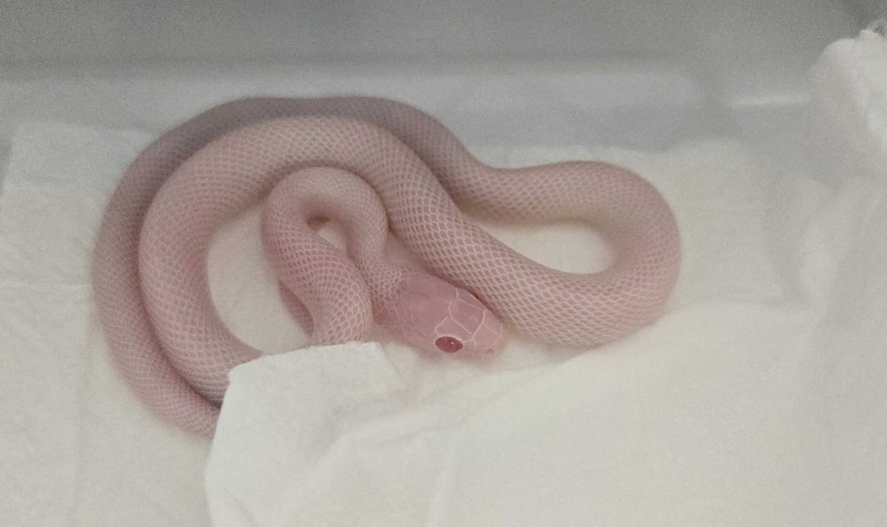 Wąż zbożowy Blizzard - młode samce i samice