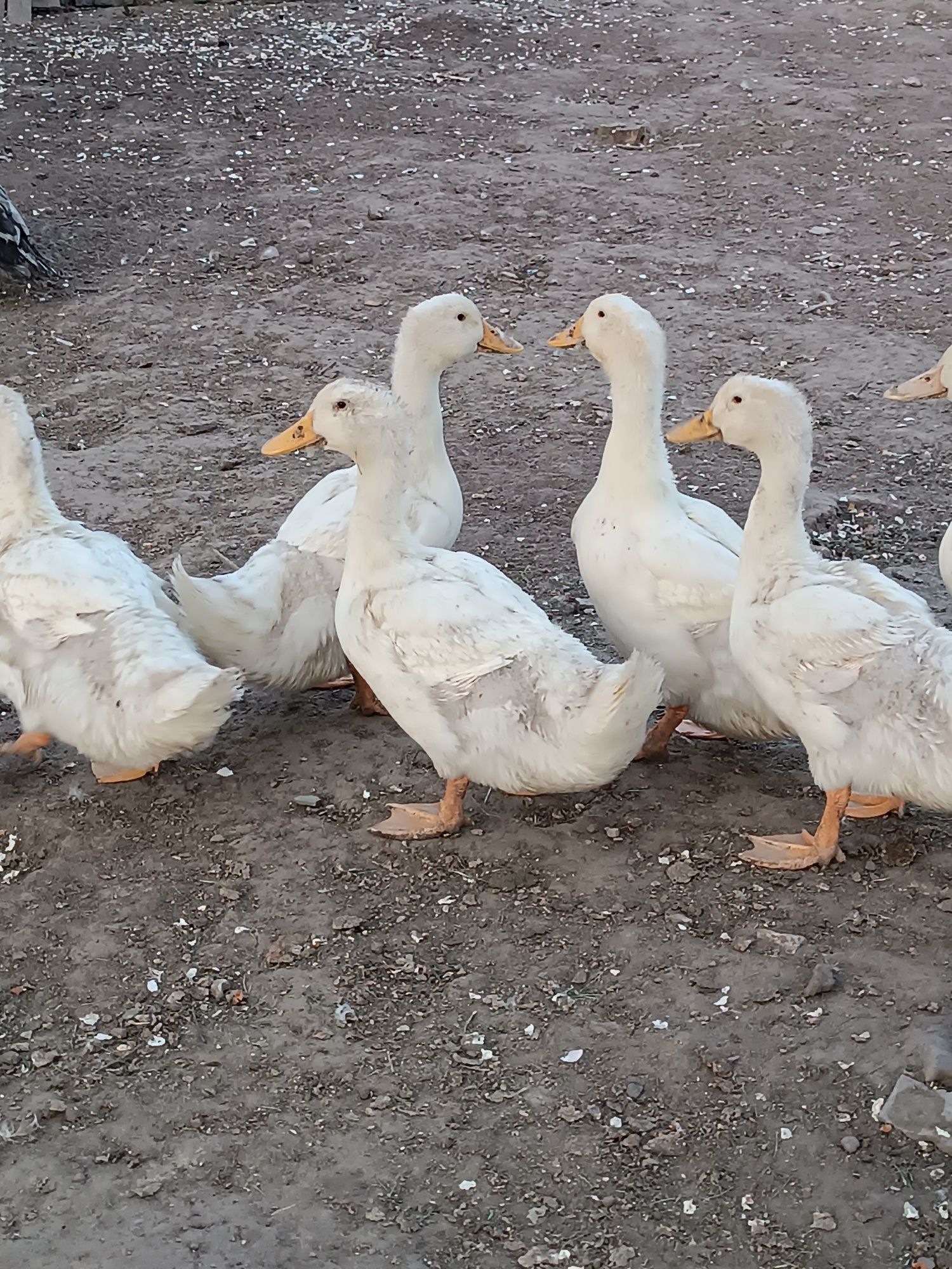 Kaczki Pekin odchowane