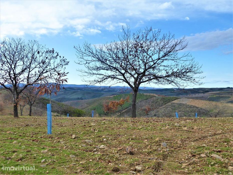 160HA com castanheiros, caça e pastos. Portugal, Bragança.