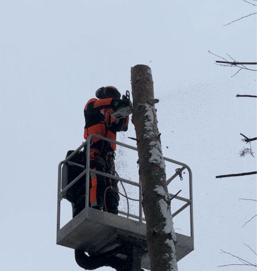 Wycinka Drzew Pielęgnacja Przycinka Drzew Arborysta Pabianice