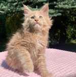 Maine Coon - Kocurek Jamal !