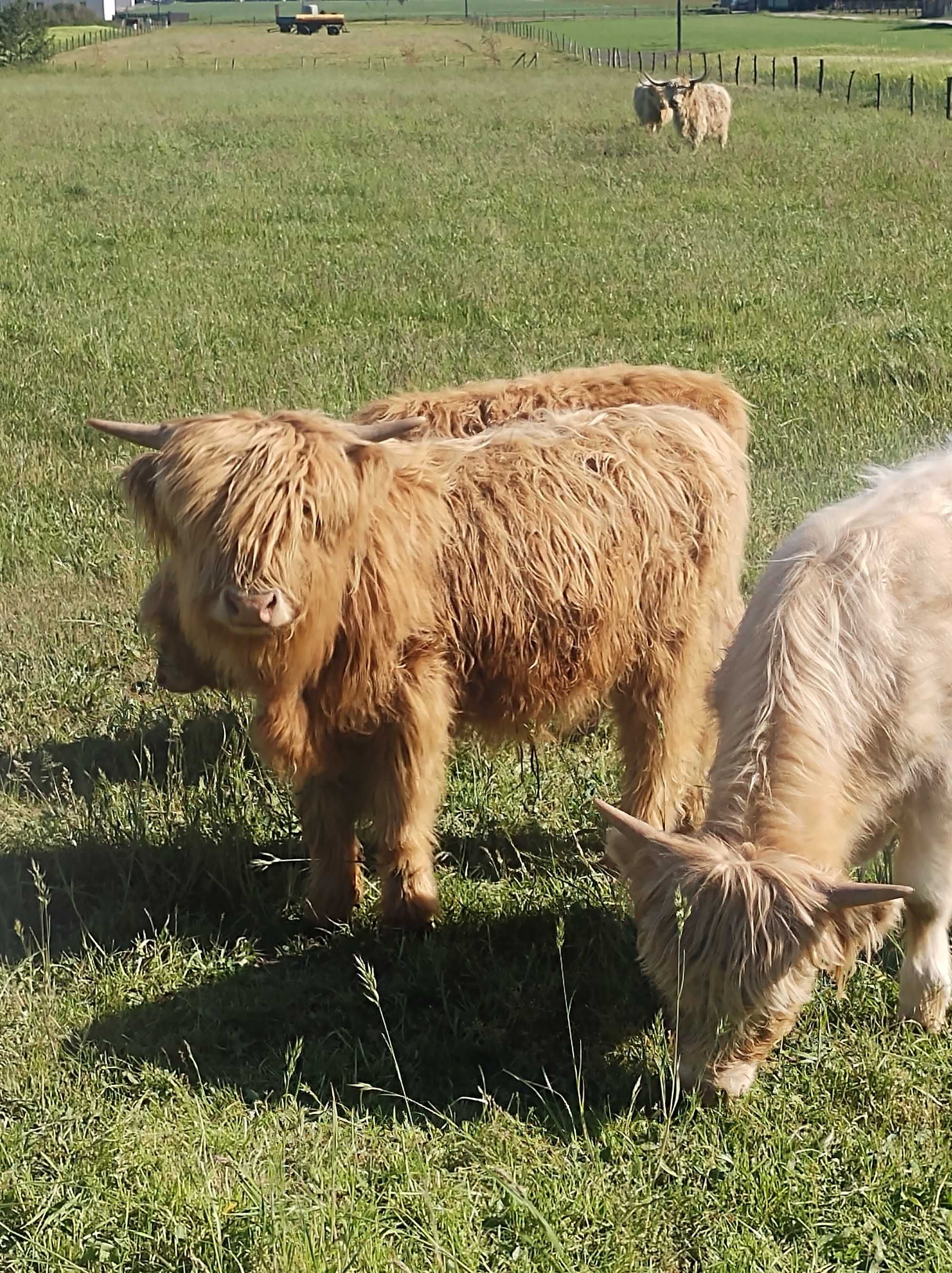 Bydło szkockie highland.