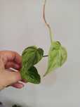 Philodendron hederaceum Oxycardium Variegata