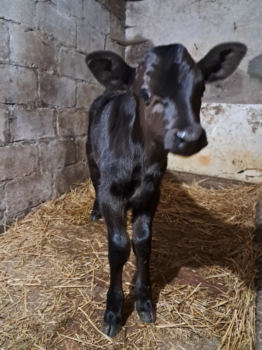 Бичок. Телята. Породистий бичок голштин