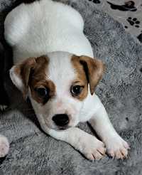 Jack Russell Terrier piesek