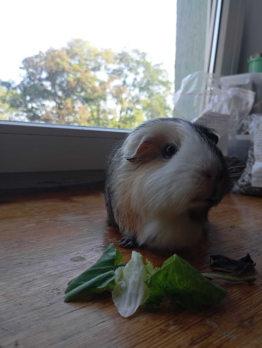 Świnki morskie do adopcji