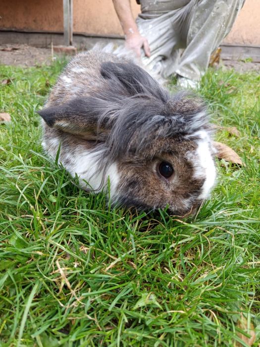 Sprzedam dwa króliki