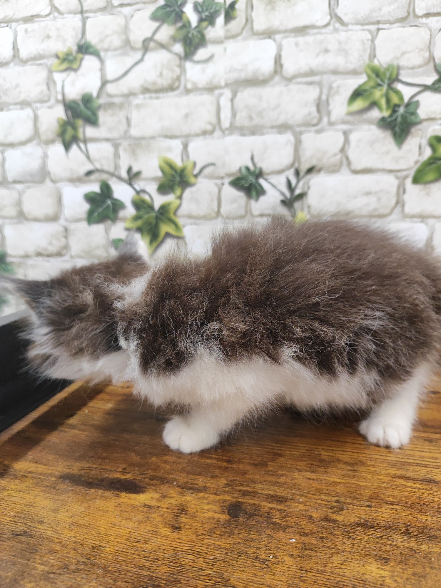 Maine Coon kotka