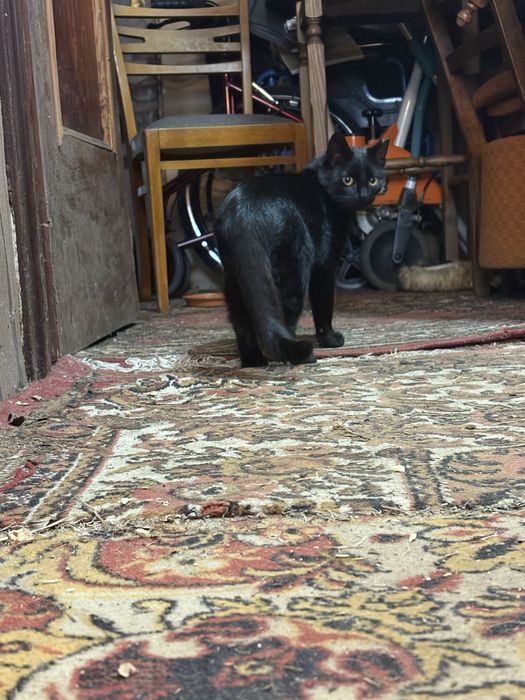 Mloda kotka szuka domu