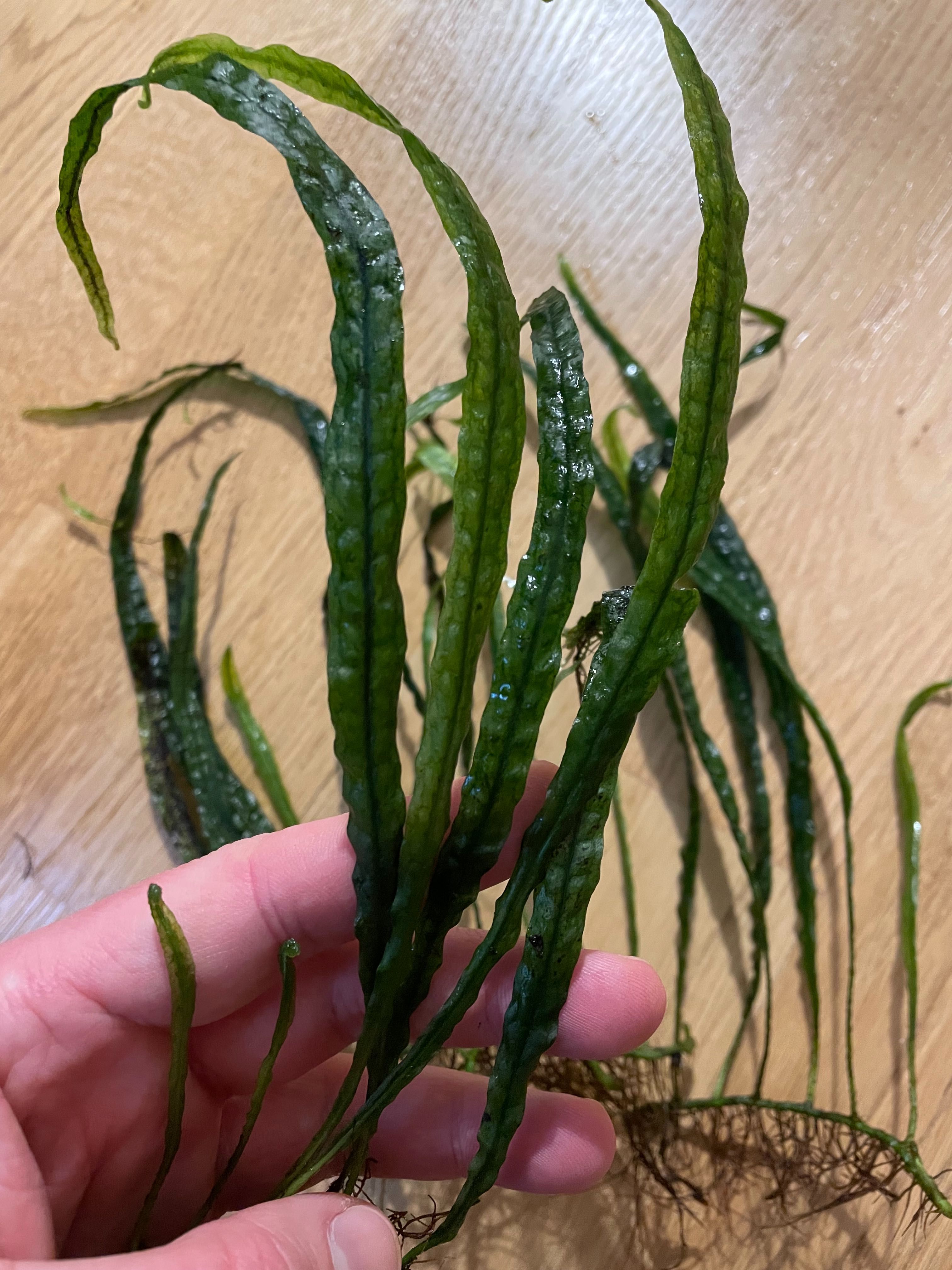 Microsorium narrow - rośliny akwariowe z domowego akwarium
