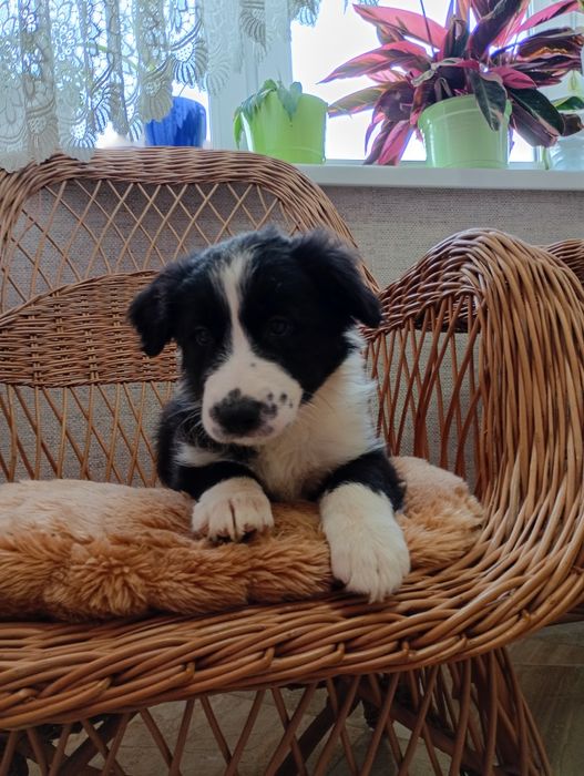 Sprzedam ślicznego Borden Collie