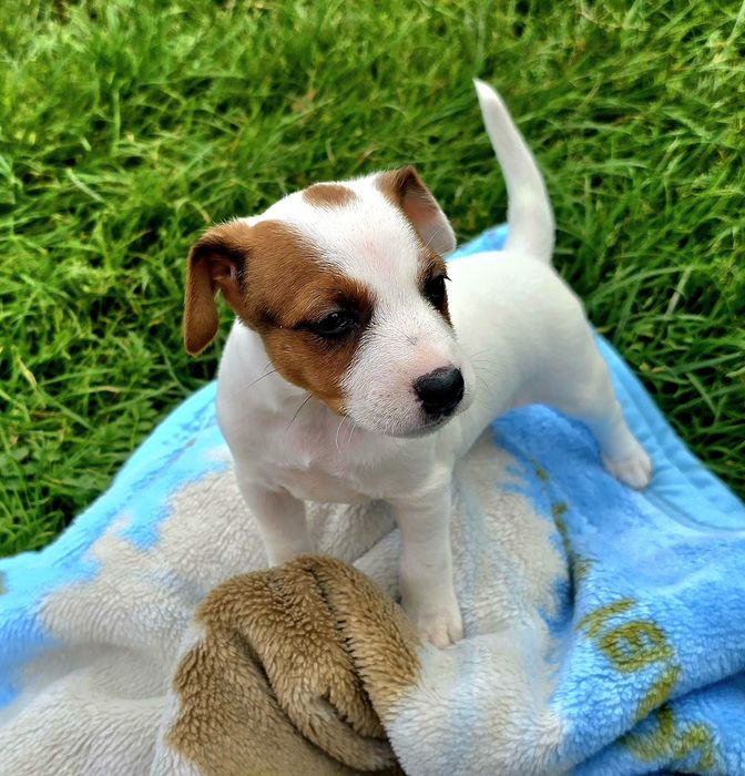 SZCZENIAK Jack Russell Terrier
