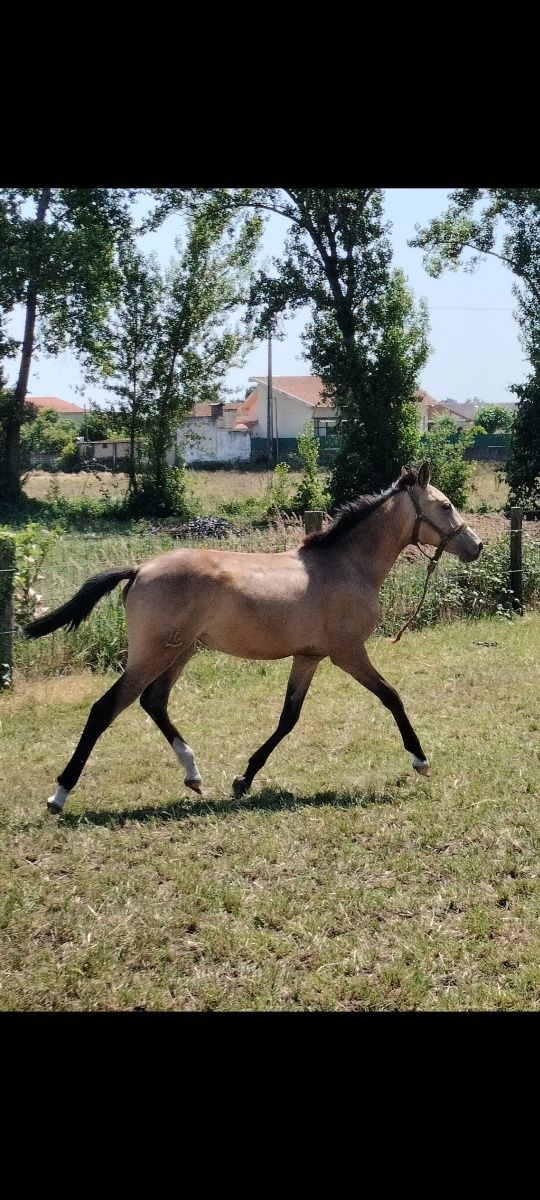 Poldra Luso-Árabe