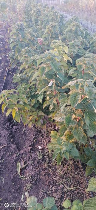 Саженці плодових