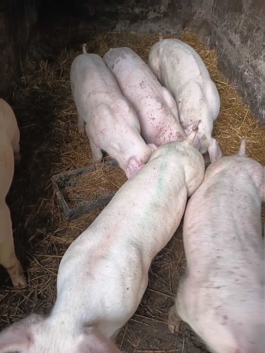 Warchlaki prosiaki świnie