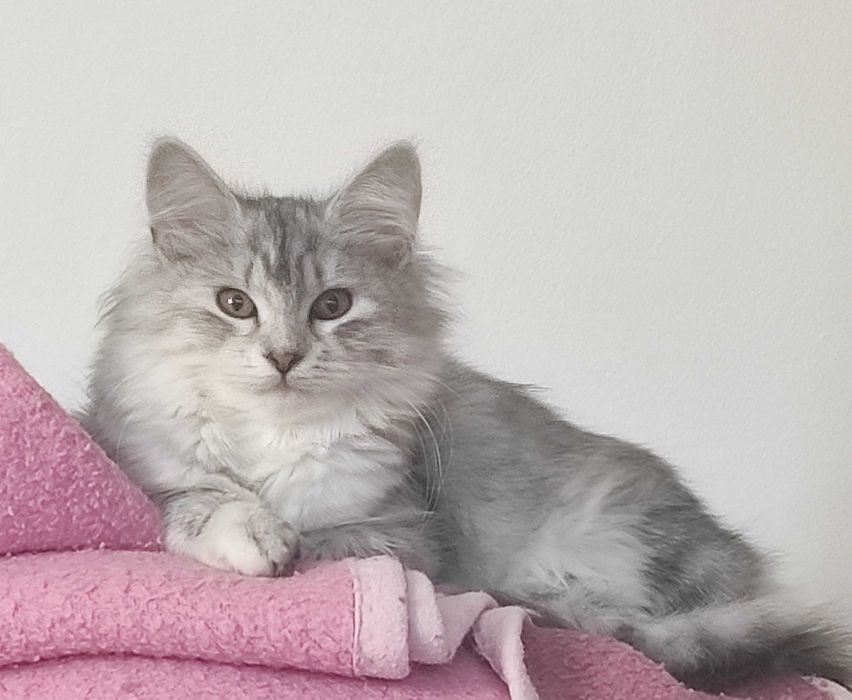 Estera srebrna kotka syberyjska.