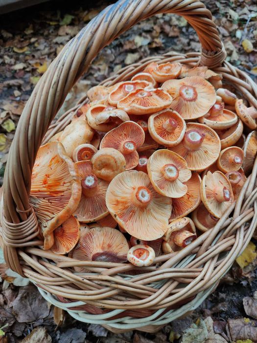 Grzyby Rydze Swieże