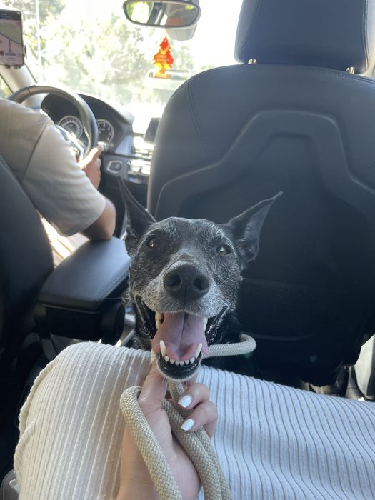 Dog sitting/ day care/ layover