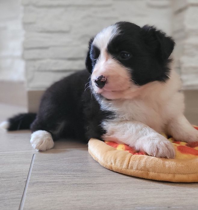 Border Collie Śliczny Szczeniak