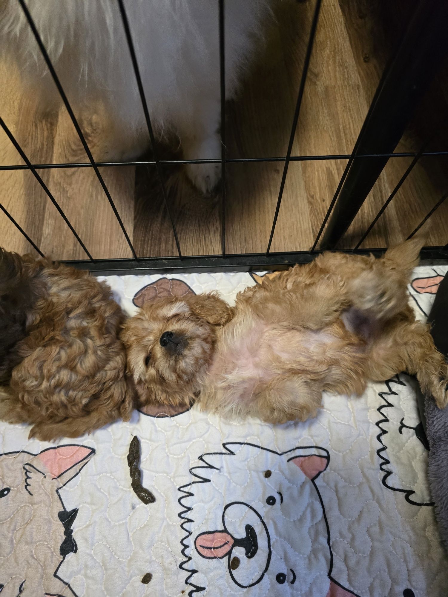 Śliczny chłopiec cavapoo