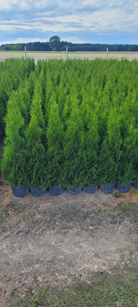 Tuja smaragd 140 cm tuje 120 brabant dostawa szmaragd 100 Grudziądz
