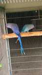 RingNeck violeta