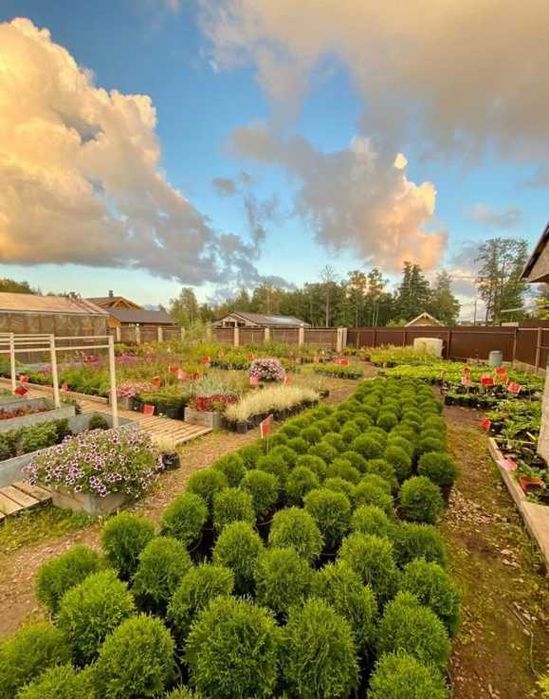 Шаровидна туя даніка