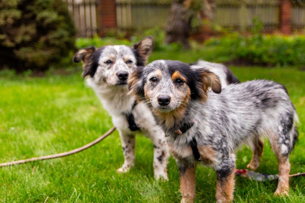 Dwa małe kochane cudaki szukają domu adoptuj