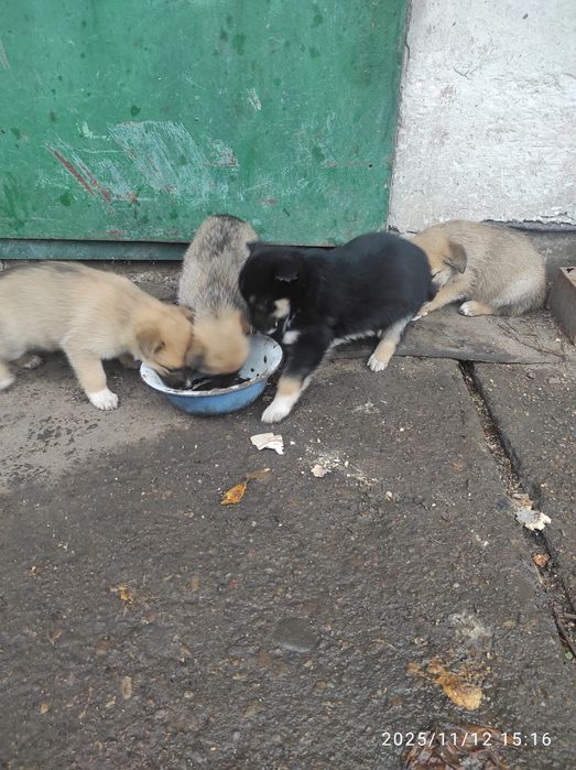 Цуценята 2  місяця