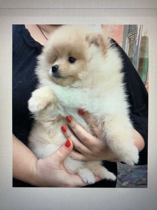 Померанский шпиц.щенки.