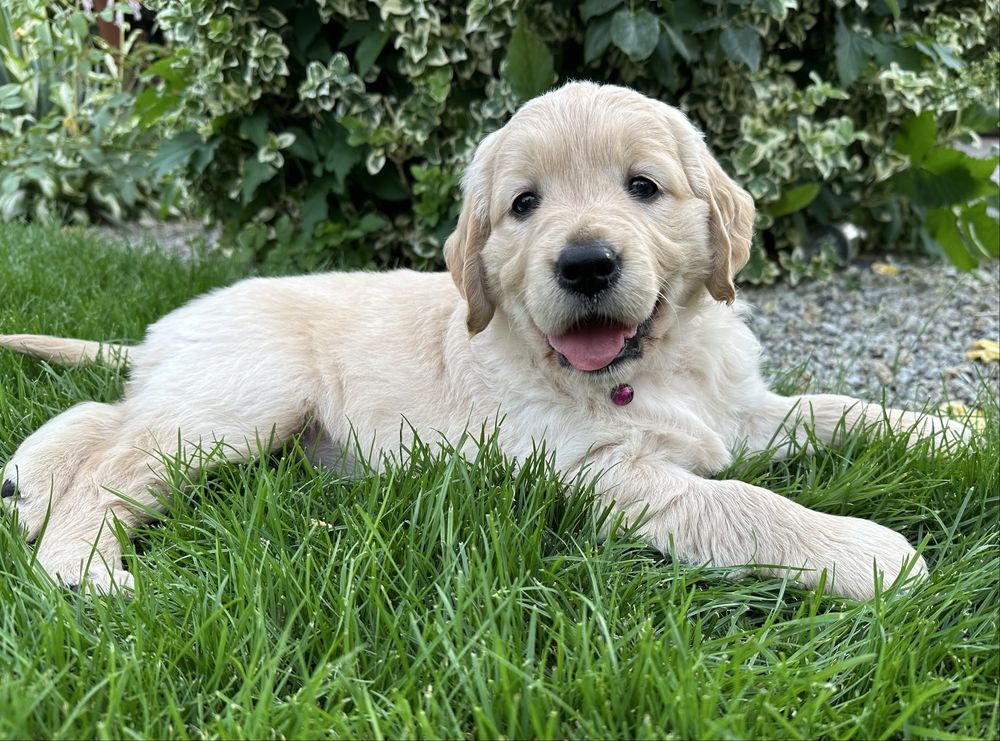 Golden Retriever ZKwP FCI - Sunia, gotowa do odbioru