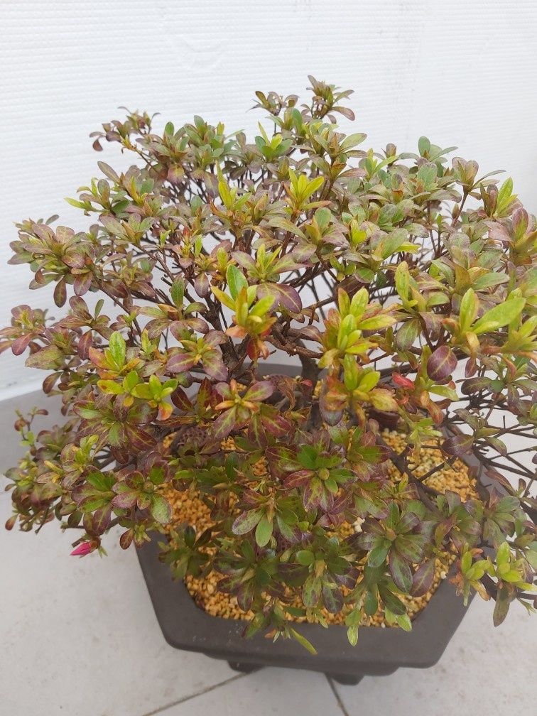 Bonsai Azalea 18 anos