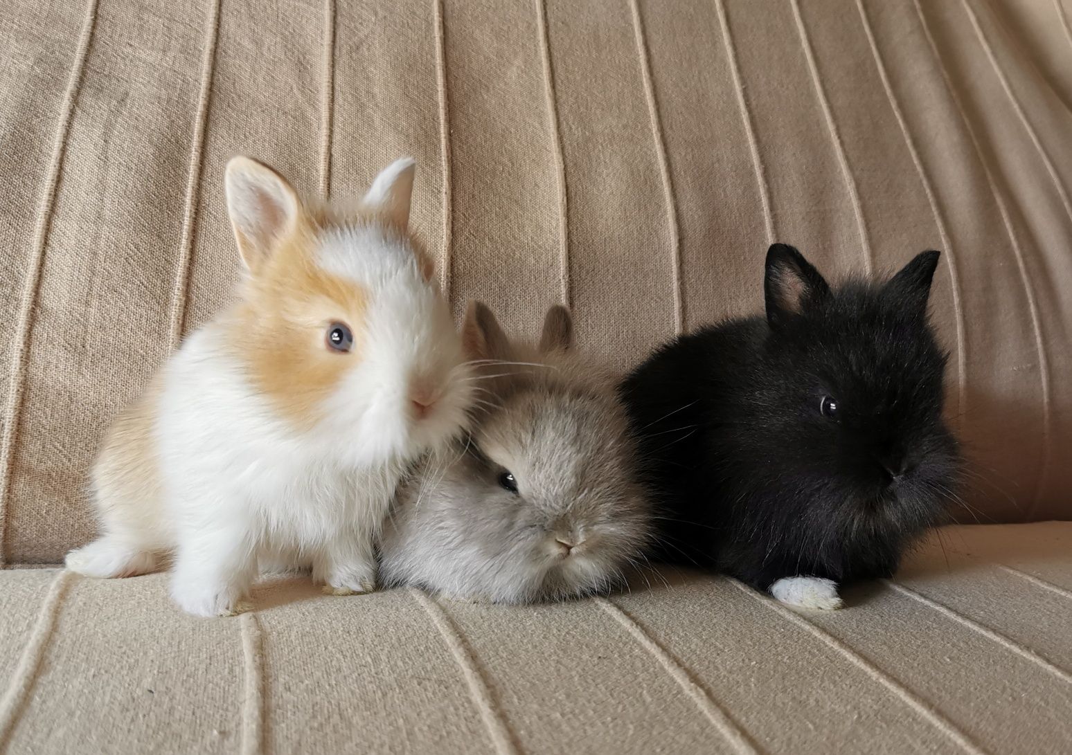 Coelhos anões mini