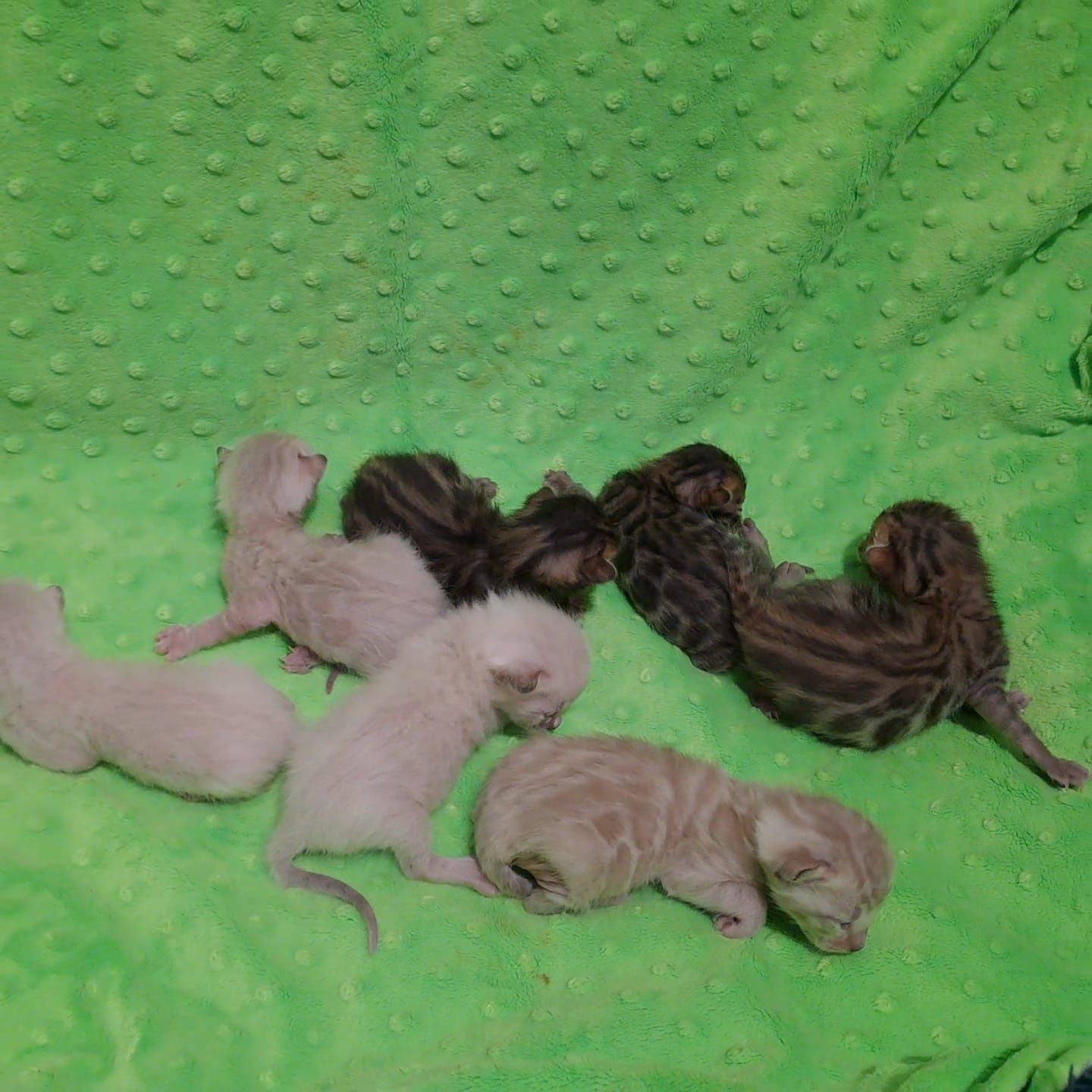 Бенгальский котёнок кот кошка