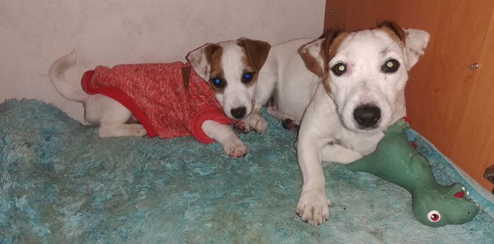 Джек Расел тер'єр