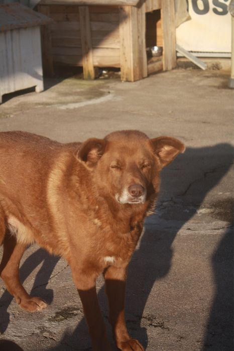 Boris cao de porte grande