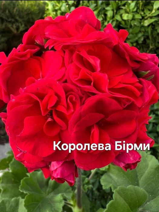 Сортова пеларгонія, пеларгонія зональна