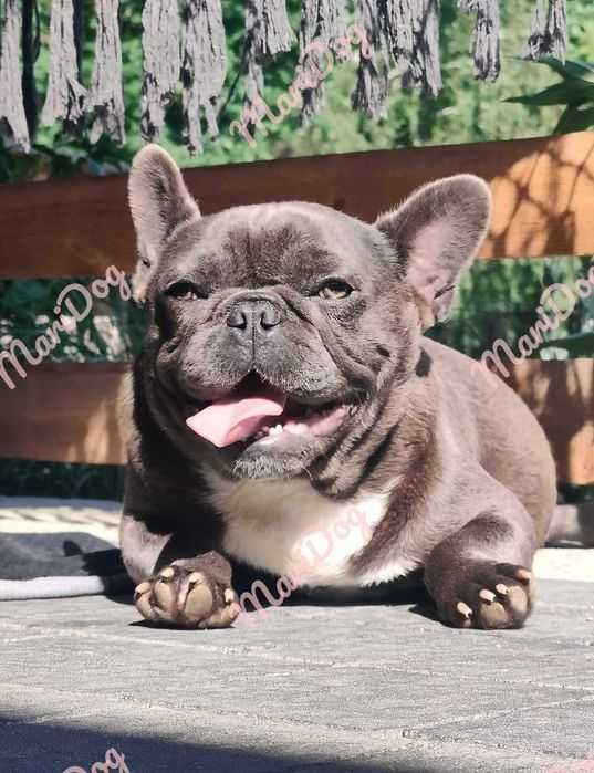 Ostatni do odbioru Buldog francuski BLUE pies piesek rodowód szczeniak