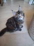 Kotka Maine Coon z rodowodem FPL