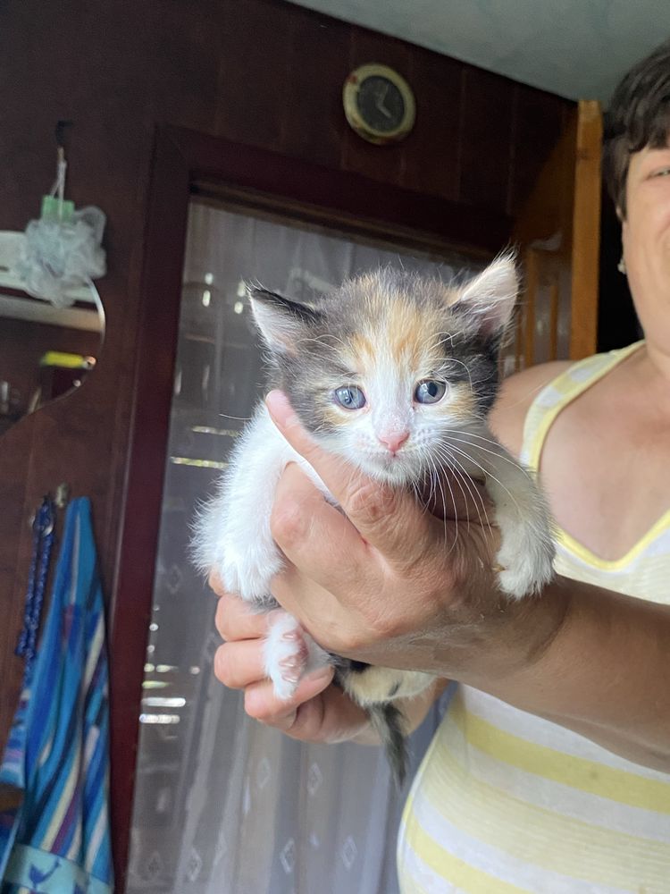 Кошенята у добрі руки
