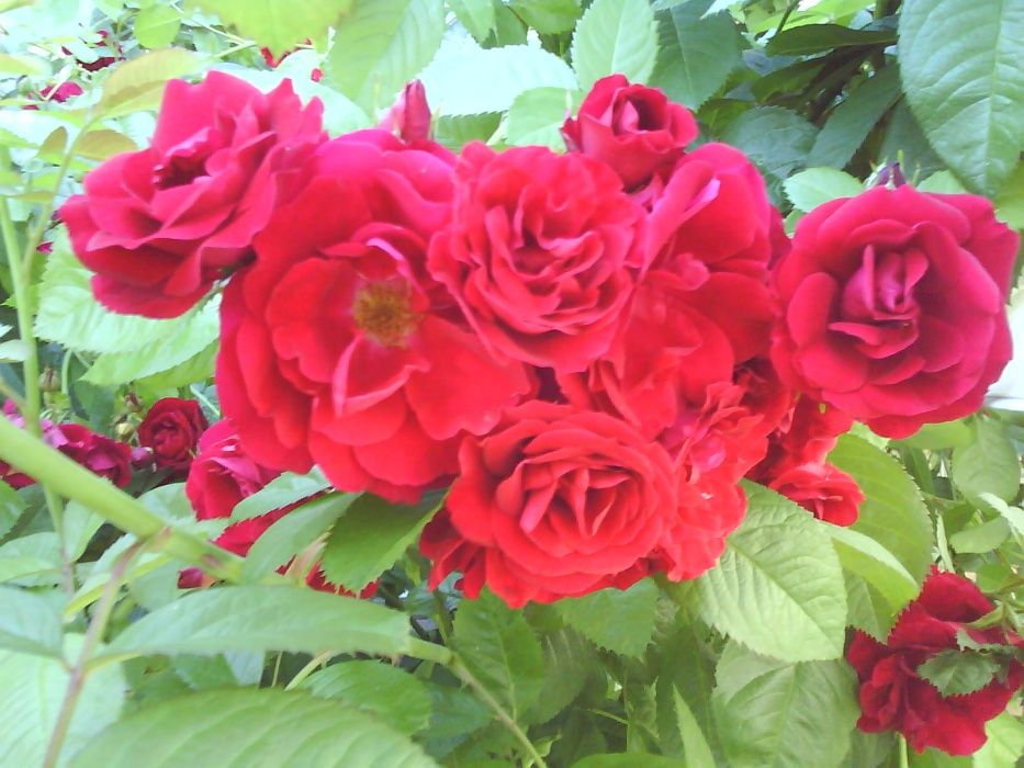 Розы. Саженцы Роз