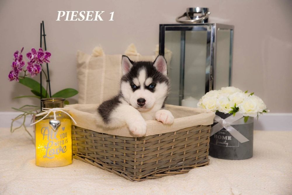 Husky siberian zkwp