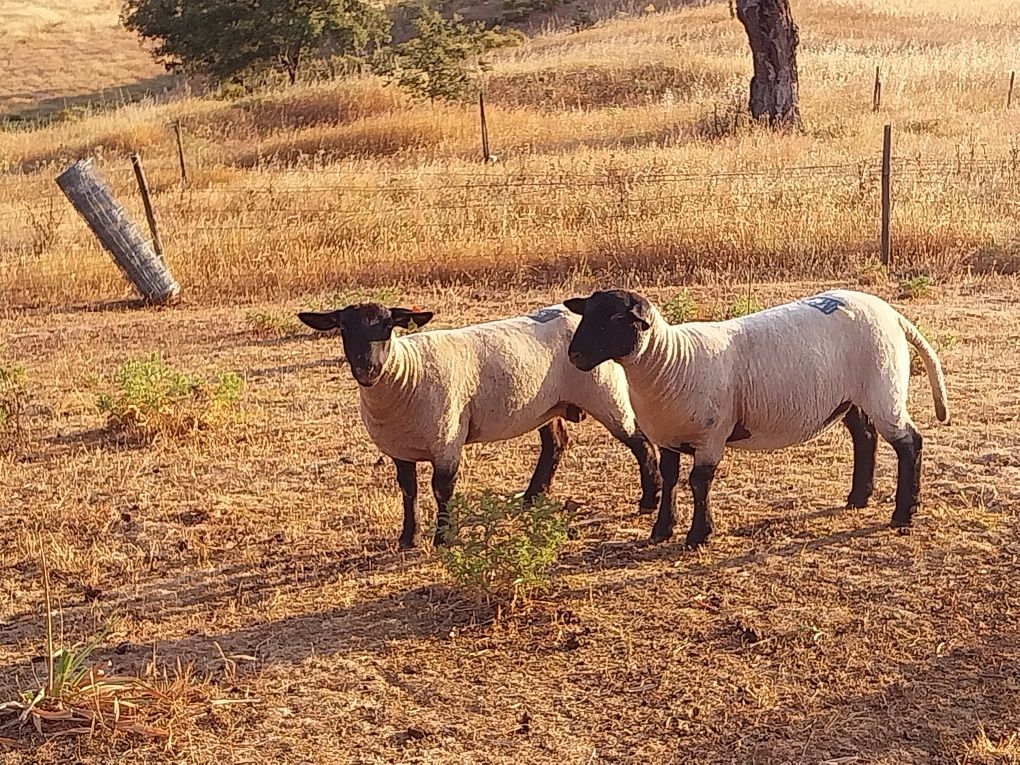 Suffolk carneiro fêmea e duas crias