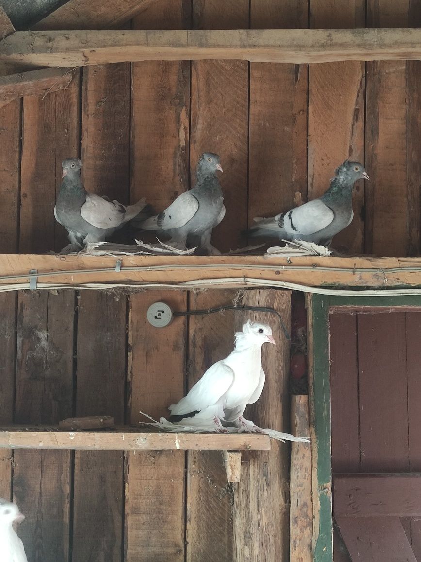 Северокавказькі голуби
