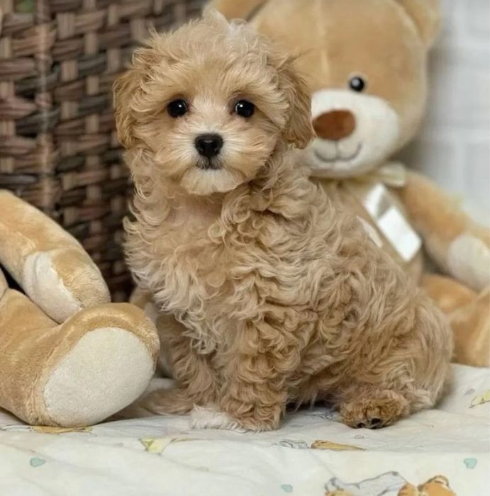 Плюшевий хлопчик Мальтипу, вакцинований, готовий до переїзду